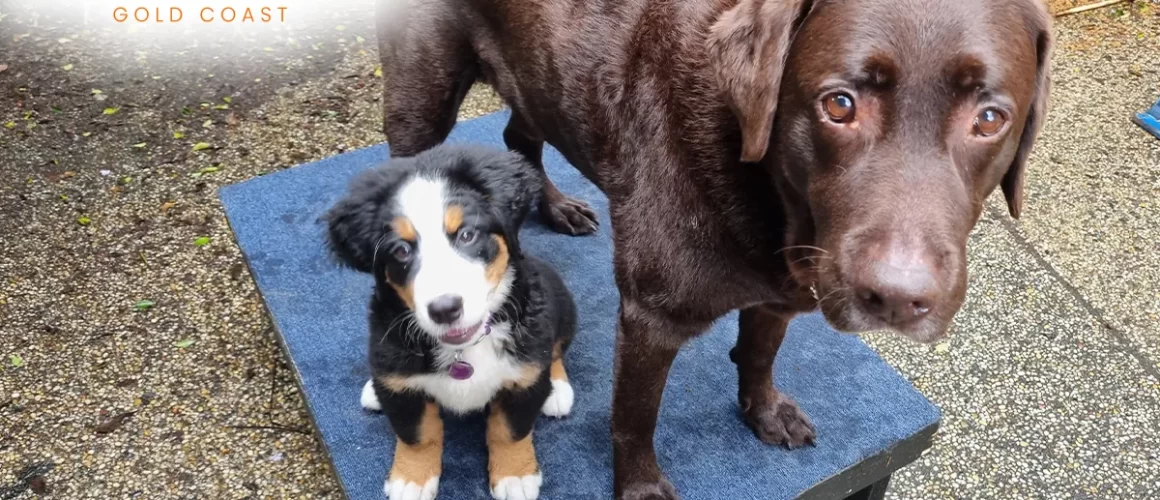 A new addition to the CCGC Family - Dog Trainer Gold Coast New