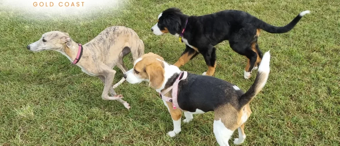 We love to Socialise with our dogs! Online New