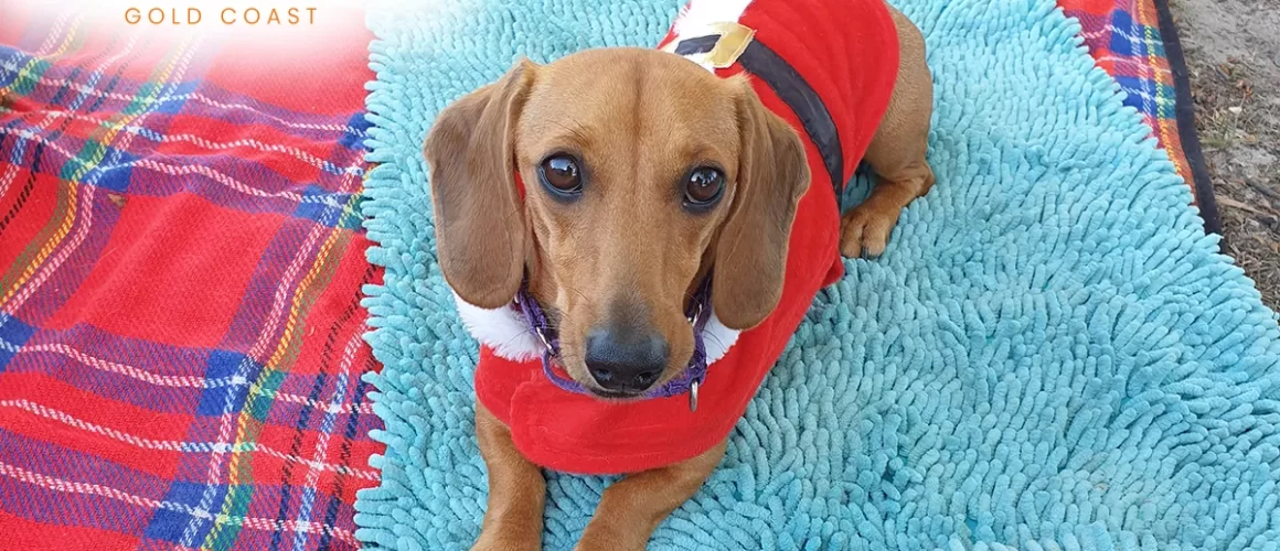 Dog Training for Your Dachshund at Canine Command Gold Coast 2024