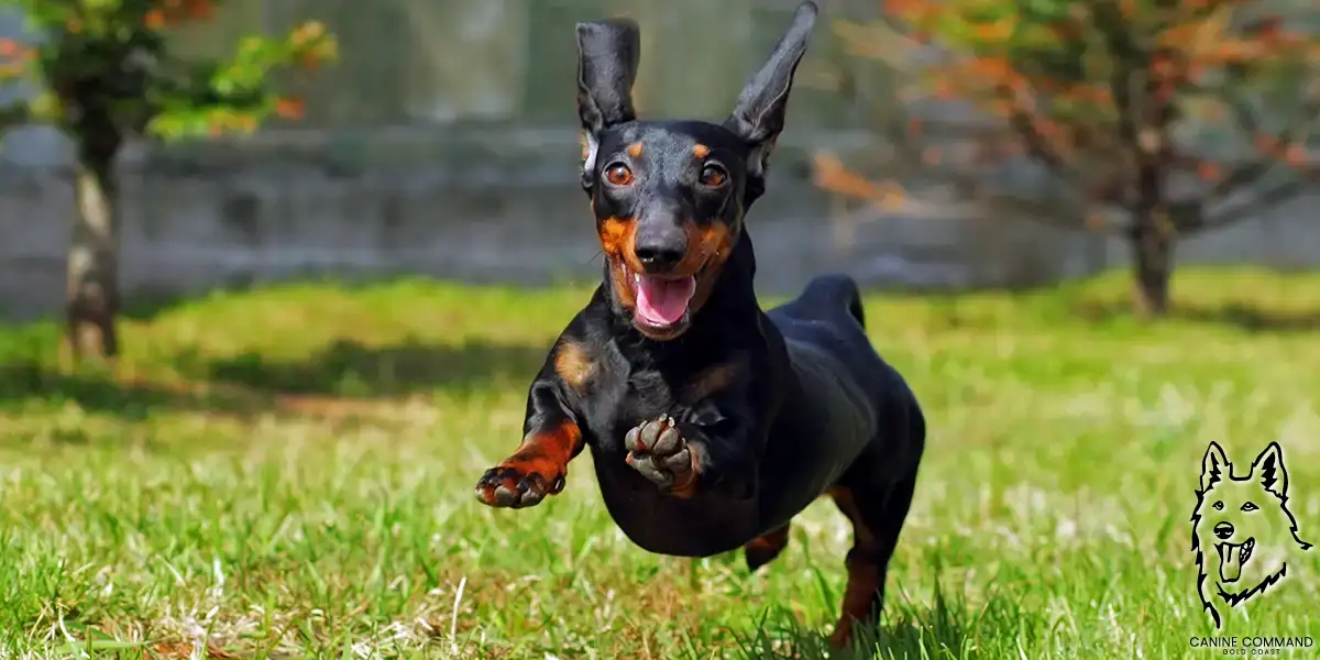 Are you looking for Dog Training for Your Dachshund? If so, Canine Command Gold Coast have you covered! Call Paula Today 0421 314 598