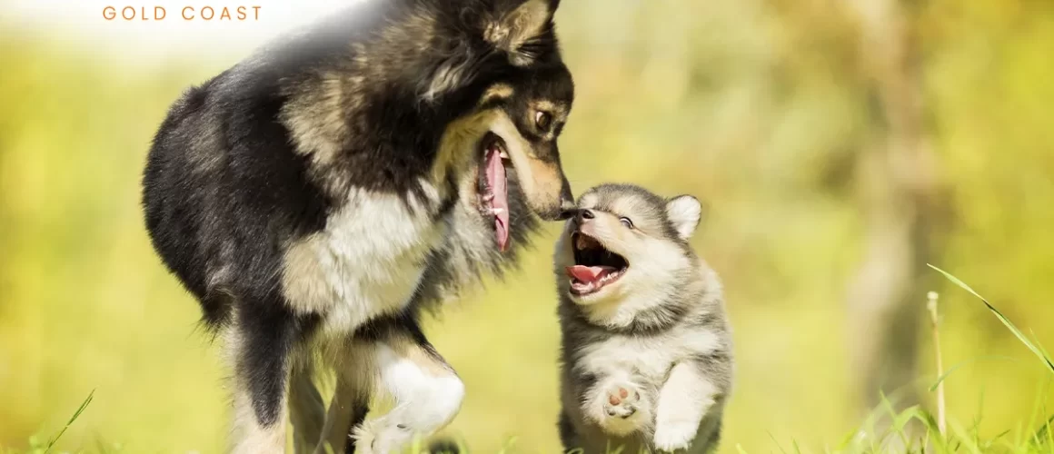 New People & New Dogs Featured Image New