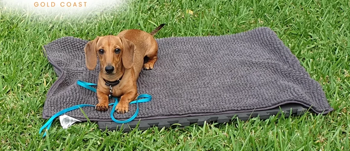 Introducing Janet & Poppy the Dachshund New