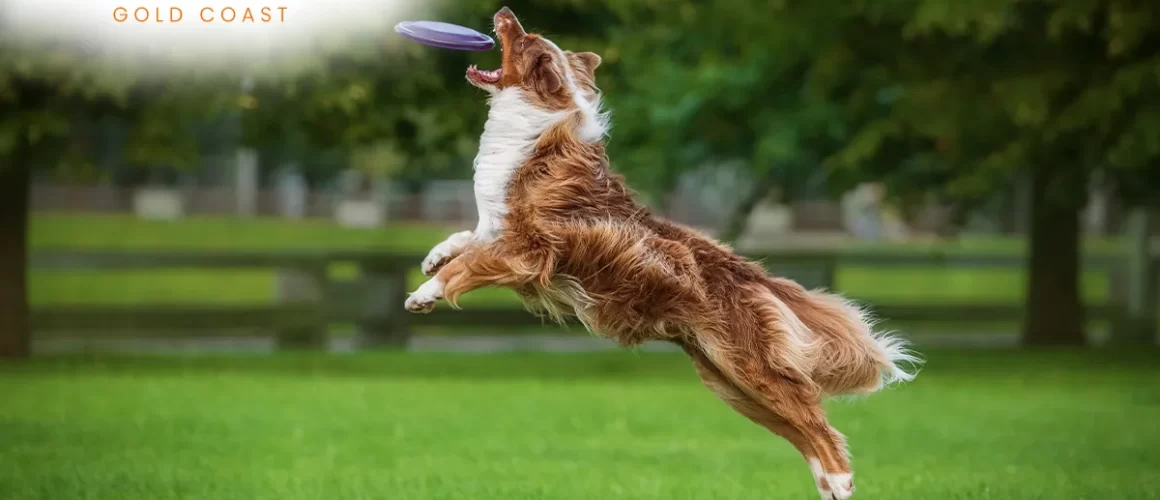 Top 5 High Energy Dogs by Canine Command Gold Coast New