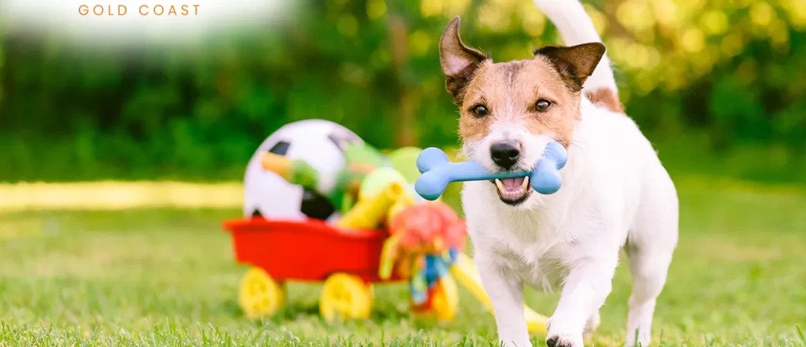 Canine Enrichment - Creating a Wholesome Environment for Your Dog New