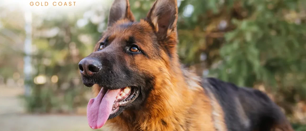 Why You Should Train Your Dog - Canine Command Gold Coast New