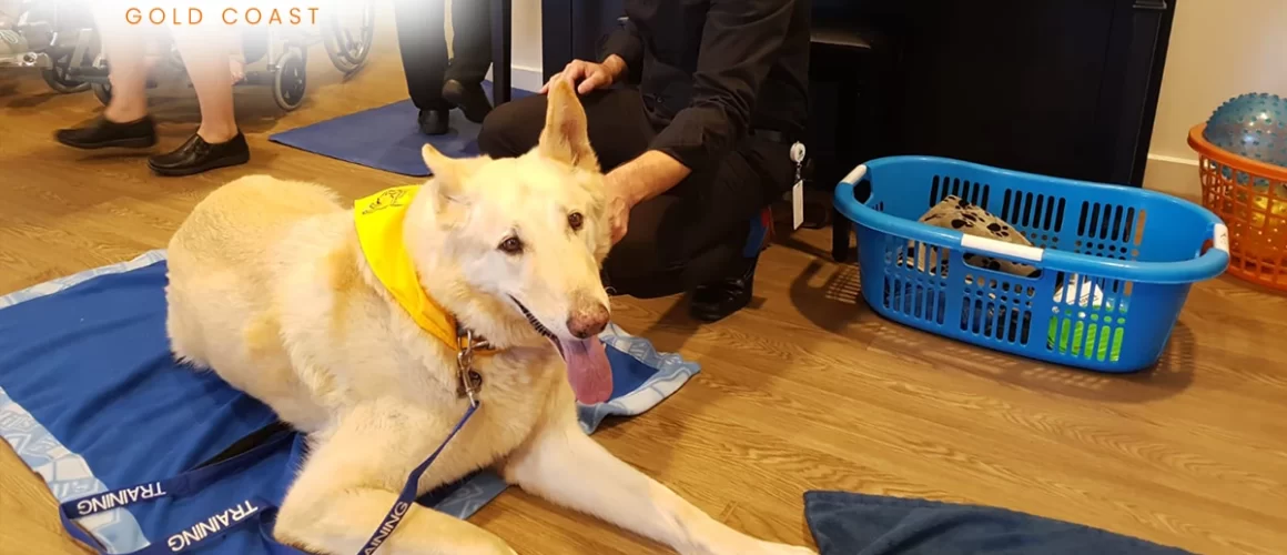 Therapy Dog Training Gold Coast