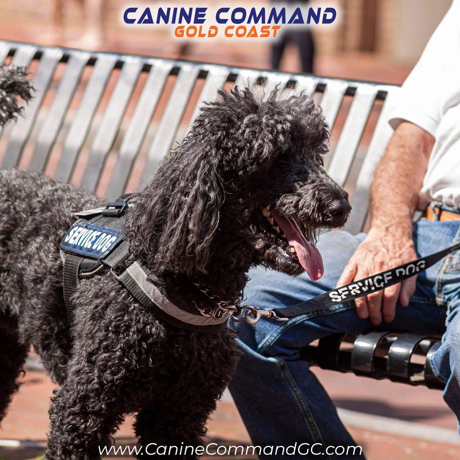 Paws for Purpose is Back - Canine Command Gold Coast